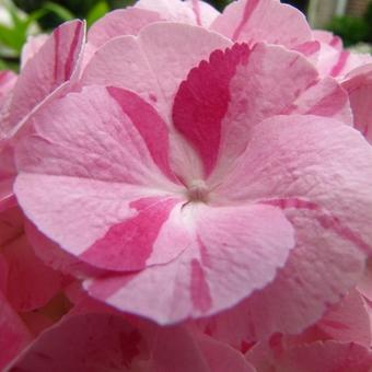 Hydrangea macrophylla 'Sweet Fantasy Pink'