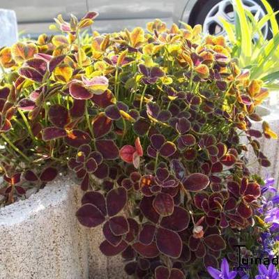 Klaver - Trifolium repens 'Pentaphyllum'
