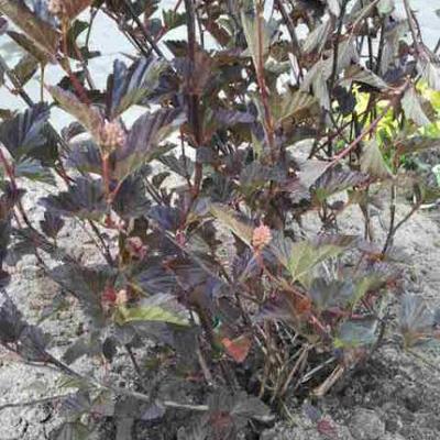 Physocarpus opulifolius 'Red Baron' - Blaasspirea