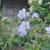 Geranium pratense 'Mrs Kendall Clark'