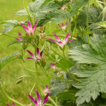 Geranium x oxonianum f. thurstonianum