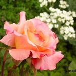 Rosa 'Augusta Luise' - Roos