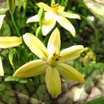 Triteleia ixioides 'Starlight'  - Triteleia