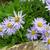 Aster alpinus