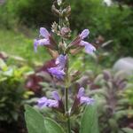 Salvia officinalis - Echte salie/keukensalie