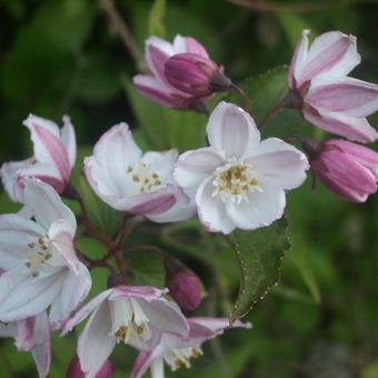 Deutzia purpurascens 'Kalmiiflora'