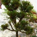 Pinus strobus 'Green Twist' - Witte pijnboom