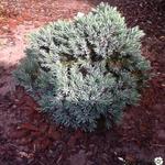 Juniperus squamata 'Blue Star' - Jeneverbes - Juniperus squamata 'Blue Star'