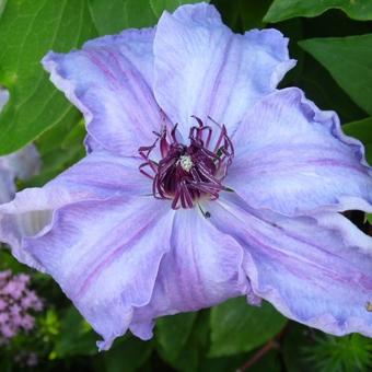 Clematis 'The First Lady'