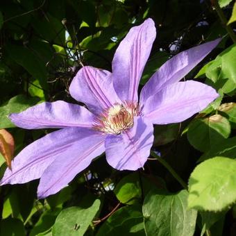 Clematis 'Lawsoniana'