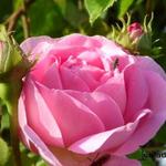 Rosa 'Constance Spry' - Roos, klimroos