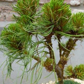 Pinus strobus 'Green Twist'