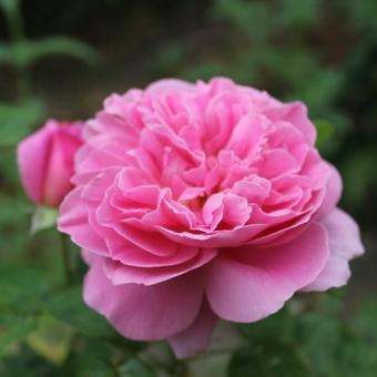 Rosa 'Mary Rose'