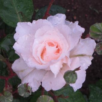 Rosa 'Poustinia'