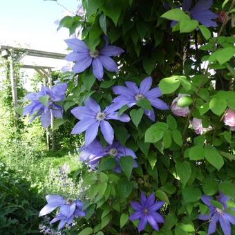 Clematis 'Lawsoniana'