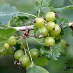 Ribes nigrum x Ribes uva-crispa - Jostabes