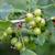 Ribes nigrum x Ribes uva-crispa