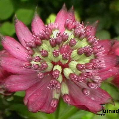 Zeeuws knoopje - Astrantia major 'Ruby Wedding'