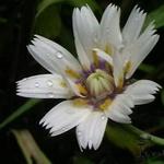 Catananche caerulea 'Alba' - Blauwe strobloem - Catananche caerulea 'Alba'