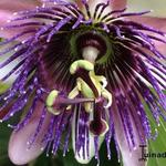 Passiflora 'Perfume Passion' - Passiebloem