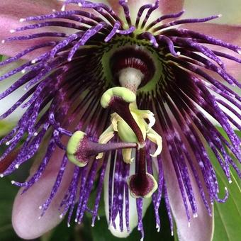 Passiflora 'Perfume Passion'