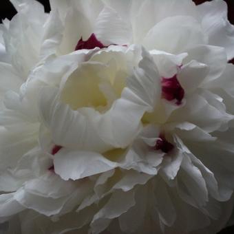 Paeonia lactiflora 'Shirley Temple'