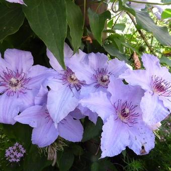 Clematis 'The First Lady'