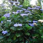 Hydrangea macrophylla 'Zorro' - Hortensia