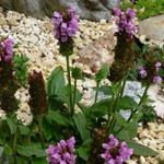 Prunella grandiflora - Bijenkorfje/Heelkruid