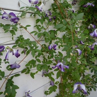 Clematis viticella  'I Am Lady J'