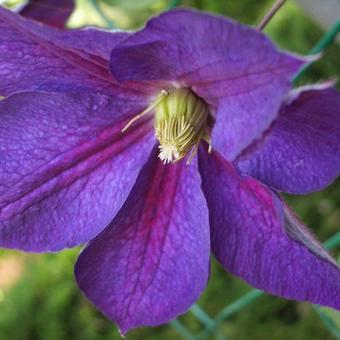 Clematis  'Star of India'