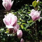 Magnolia - Beverboom