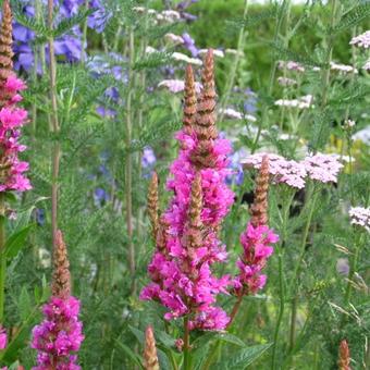 Lythrum salicaria 'Robert'