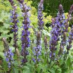 Salvia nemorosa 'Sensation Blue' - Salie - Salvia nemorosa 'Sensation Blue'