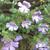Chaenorhinum origanifolium 'Blue Dream'