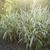 Chasmanthium latifolium 'River Mist'