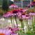 Echinacea purpurea 'Prairie Splendor'