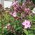 Phlox paniculata 'SWEET SUMMER Melody`