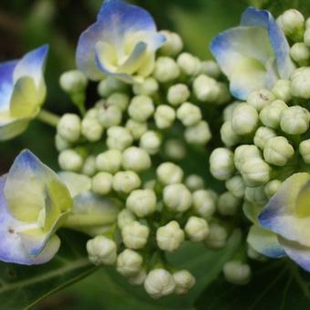 Hydrangea macrophylla 'Teller Blue'