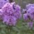 Phlox paniculata 'Violet FLAME'
