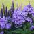 Phlox paniculata 'Violet FLAME'