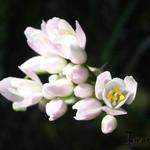 Allium roseum var. roseum - Sierui