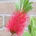 Callistemon citrinus - Lampepoetser