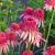 Echinacea purpurea 'Irresistible'