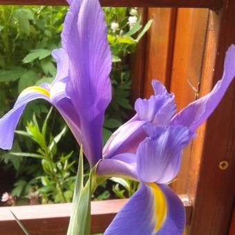 Iris x hollandica 'Blue Magic'
