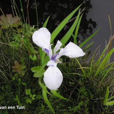 Japanse iris - Iris laevigata 'Snowdrift'