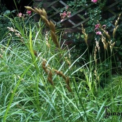 Zegge - Carex muskingumensis