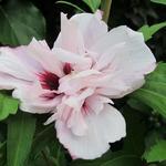 Hibiscus syriacus 'Lady Stanley' - Althaeastruik