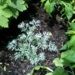 Artemisia ludoviciana - Westerse bijvoet