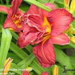 Hemerocallis 'Double Firecracker' - Daglelie